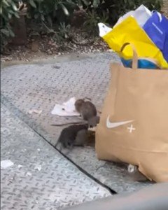 La plaga de ratas se debe exclusivamente a la incompetencia del Gobierno municipal