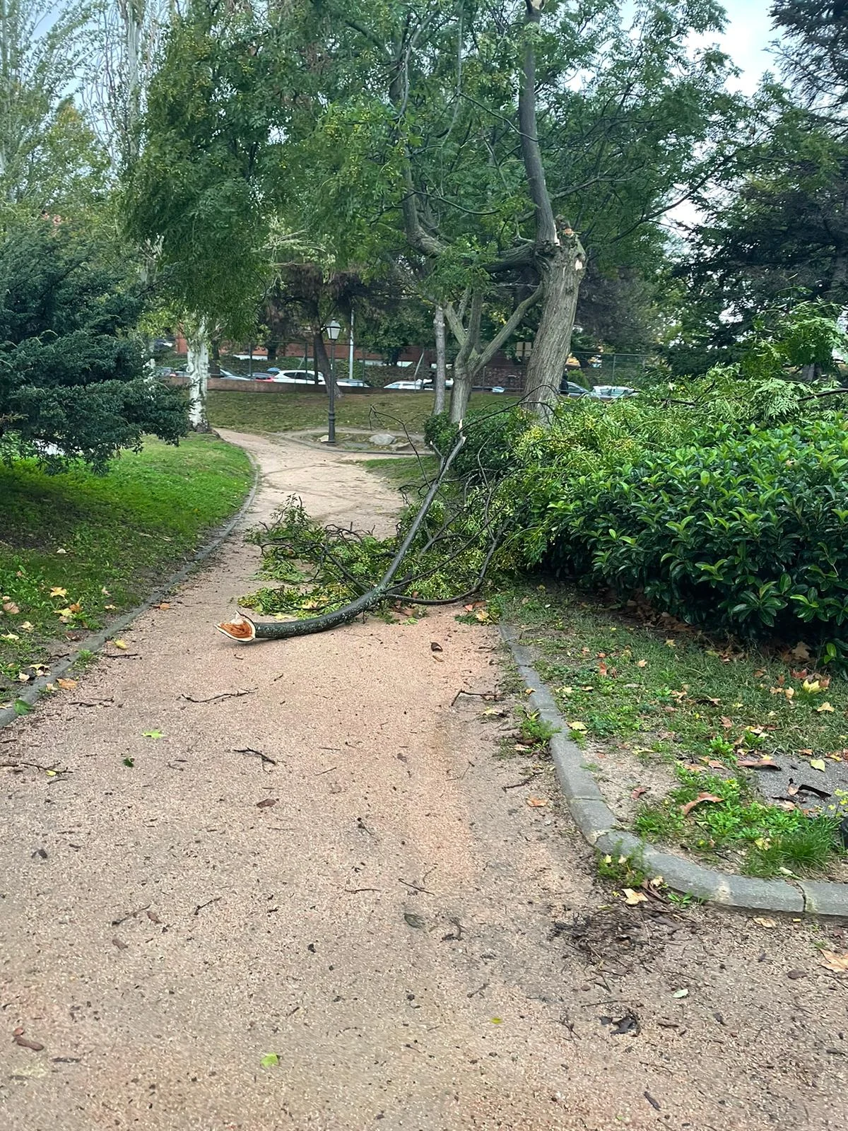 El Partido Popular de Alcorcón insta al Ayuntamiento a cerrar los parques públicos ante el aviso amarillo por viento
