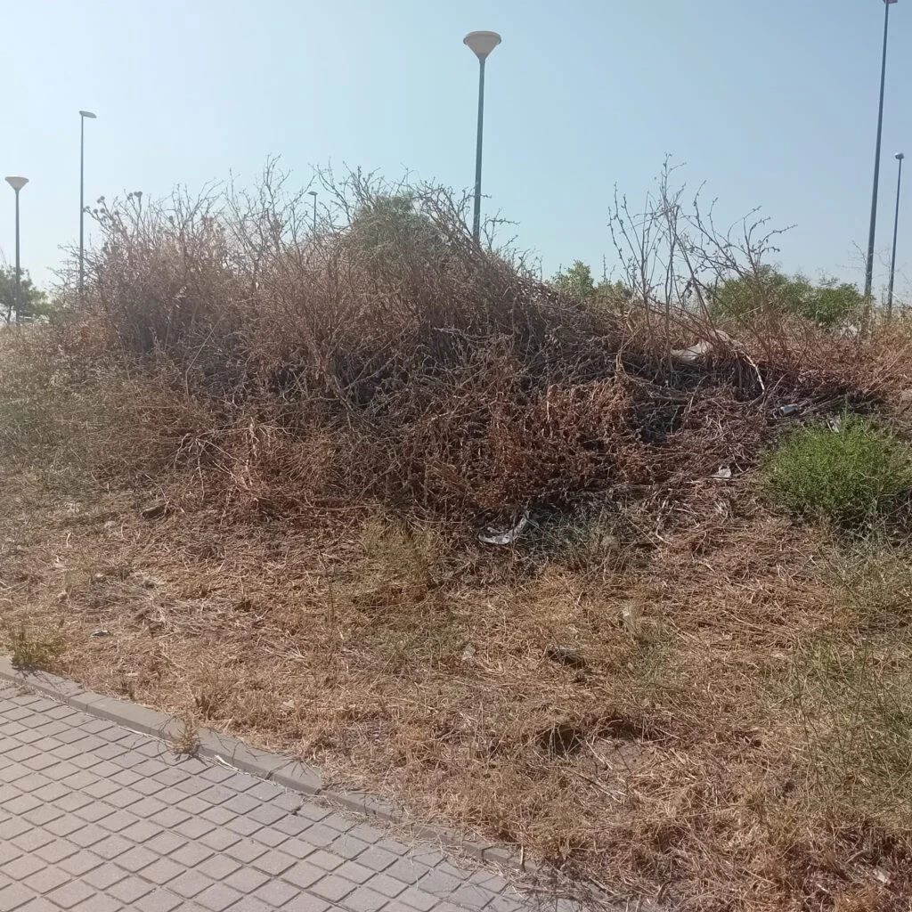 El Partido Popular de Alcorcón denuncia la total ausencia de mantenimiento de los parques y jardines del municipio