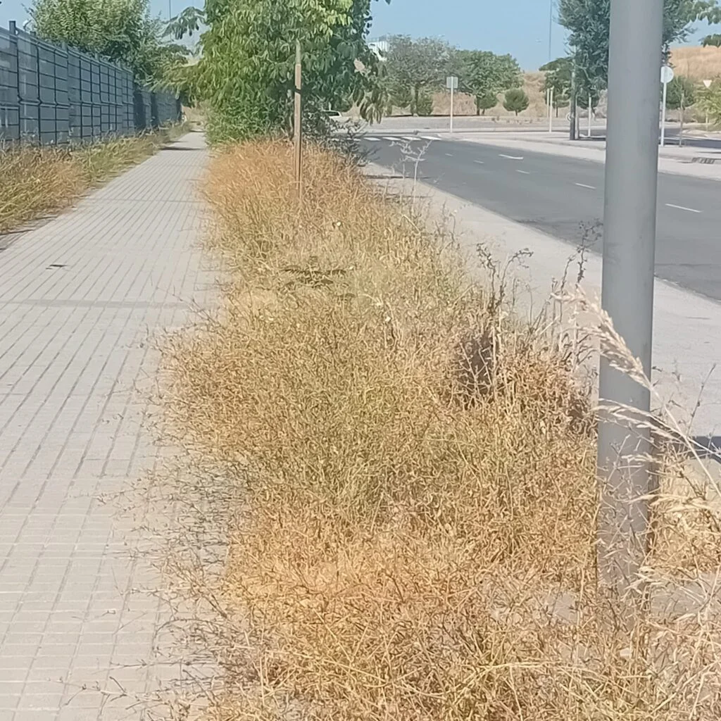 El Partido Popular de Alcorcón denuncia la total ausencia de mantenimiento de los parques y jardines del municipio
